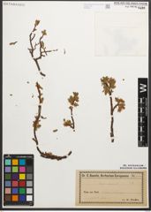 Foto von Salix retusa L.